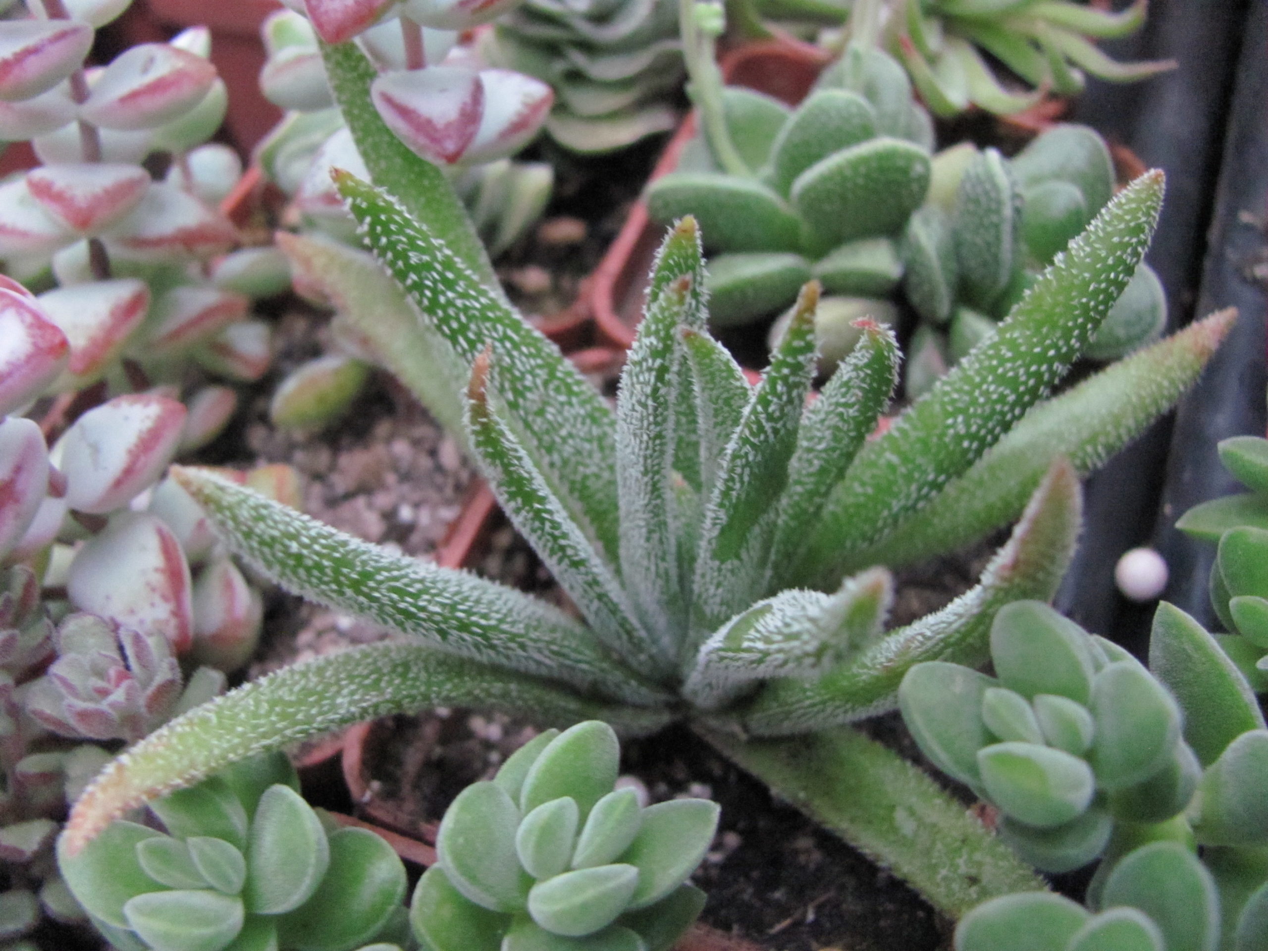 Crassula hirta