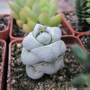 Crassula deceptor