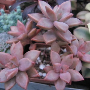 Graptopetalum  * Bronze Beauty*