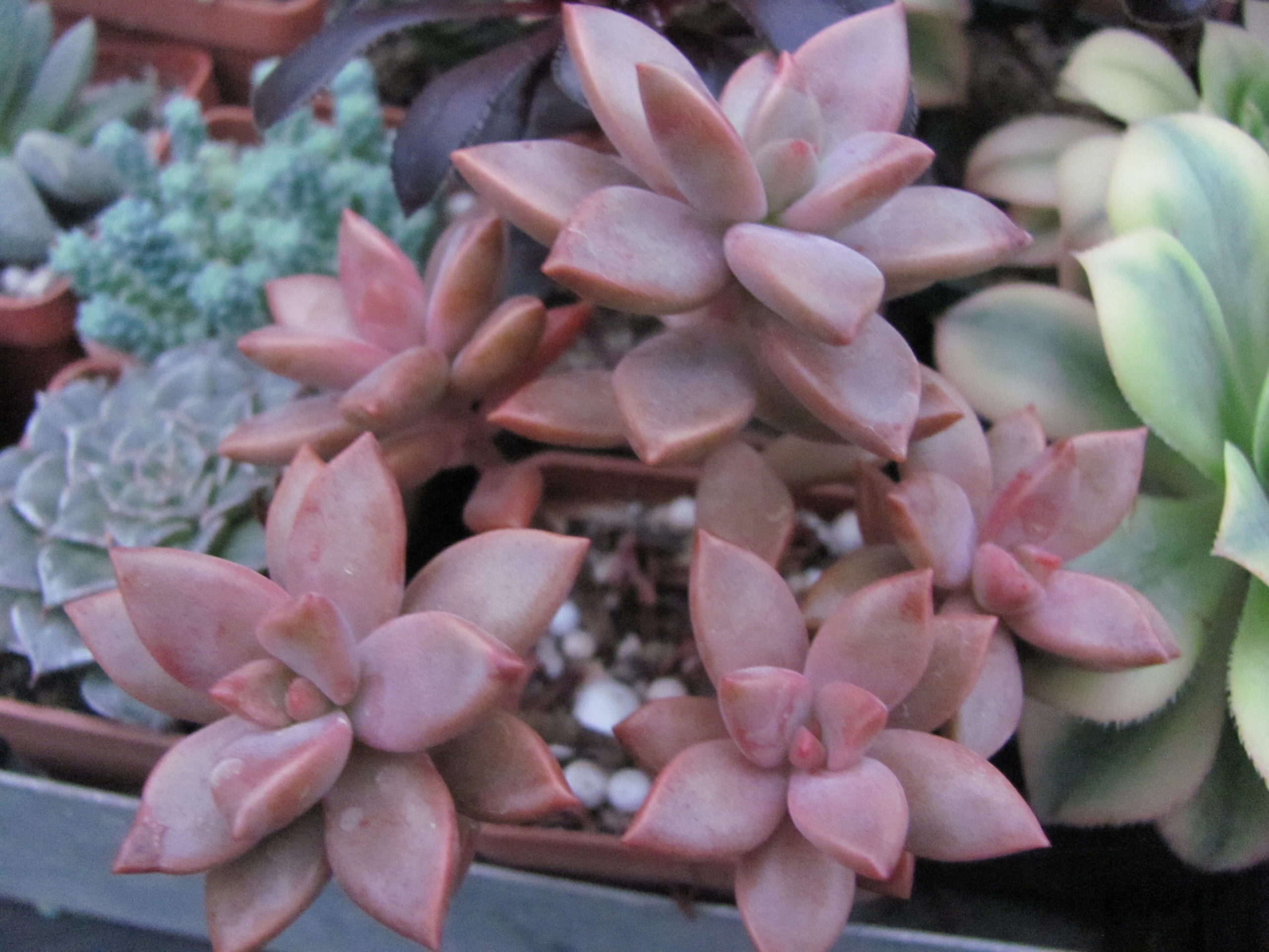 Graptopetalum  * Bronze Beauty*