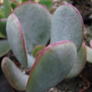 Crassula  arborescens  *Silver Dollar*