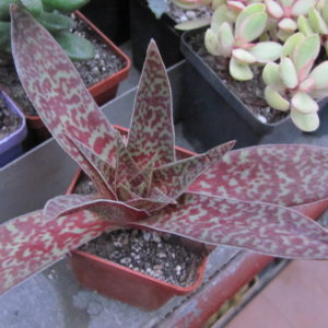 Crassula   alba