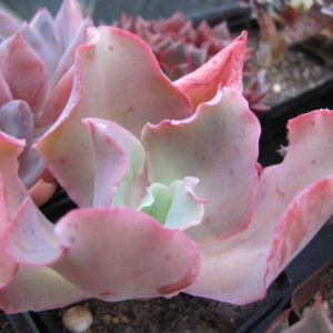 Echeveria