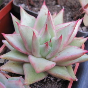 Echeveria agavoides Aguamarin