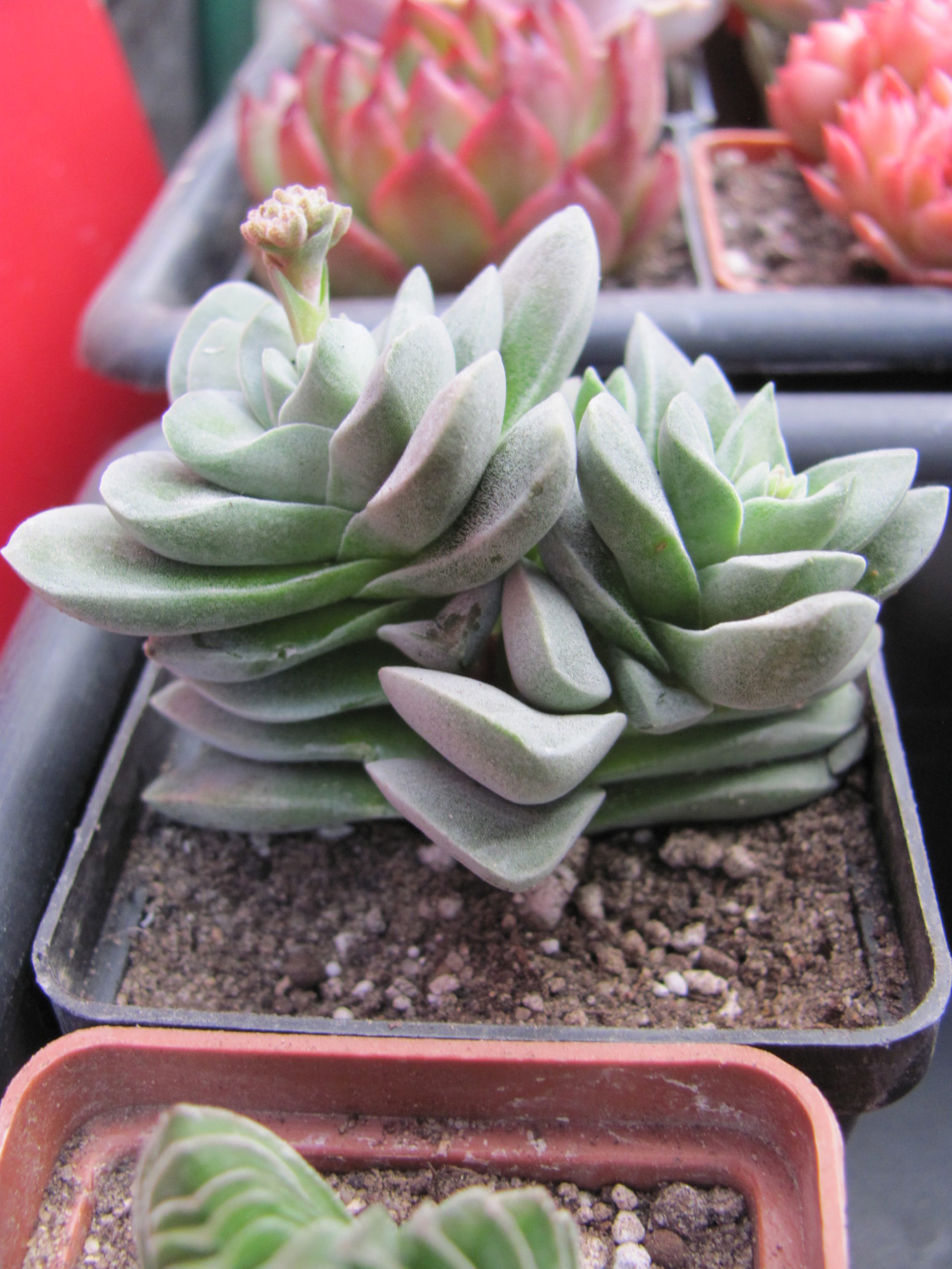 Crassula coralita