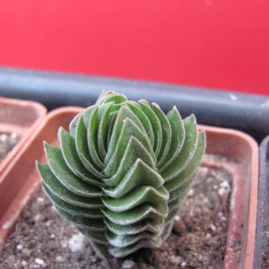 Crassula Buddhas Temple