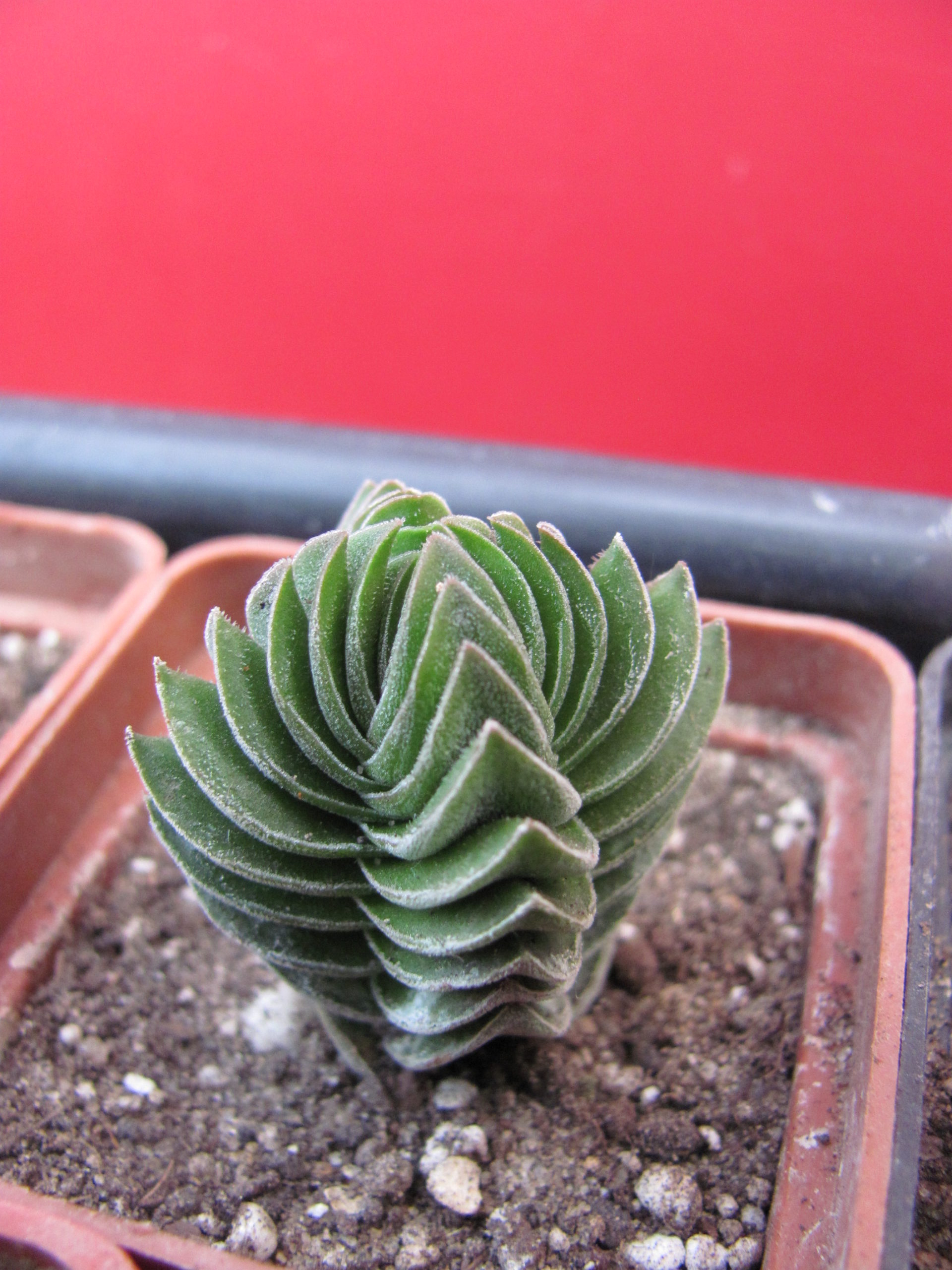 Crassula Buddhas Temple