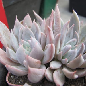 Echeveria craigiana   Chihuahua