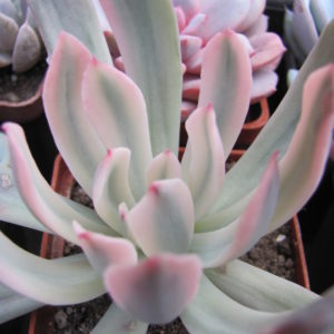 Echeveria hoveyi  variegata