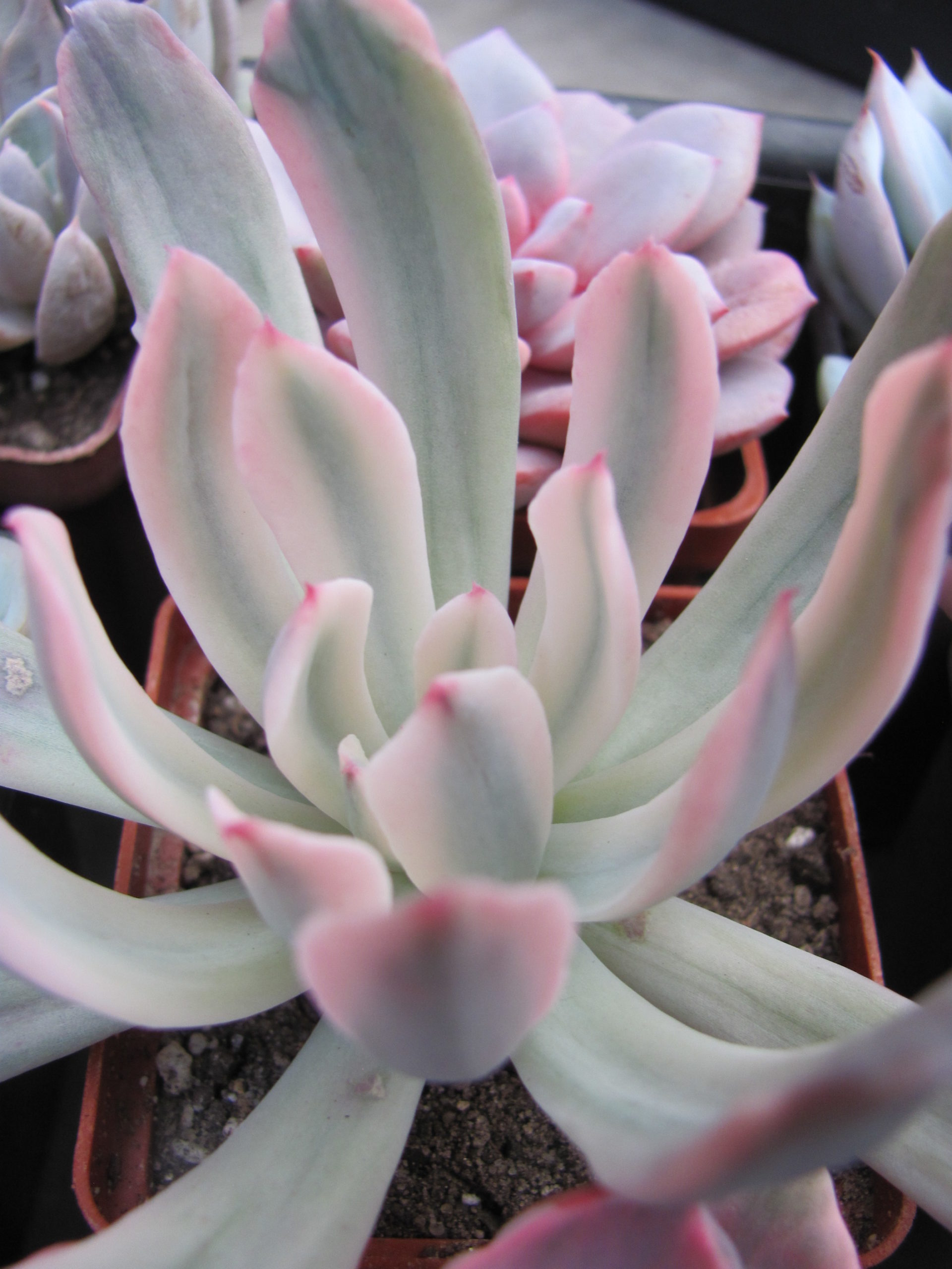 Echeveria hoveyi variegata