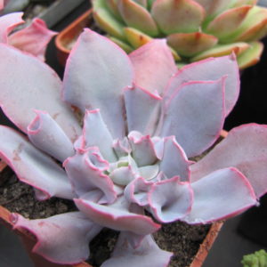 Echeveria  Trumpet Pinky