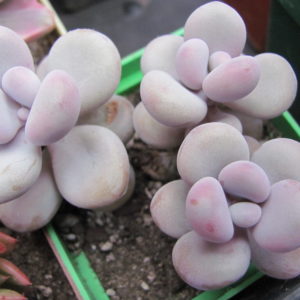 Pachyphytum  Pinky