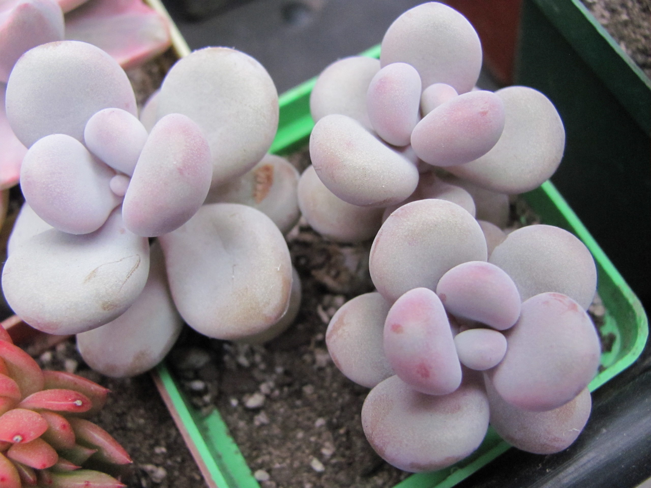 Pachyphytum  Pinky