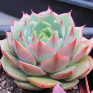 Echeveria Ramillete