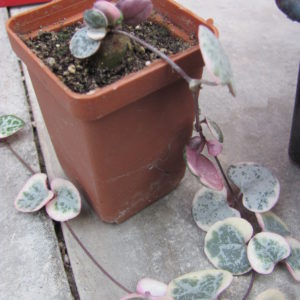 Ceropegia woodii variegata