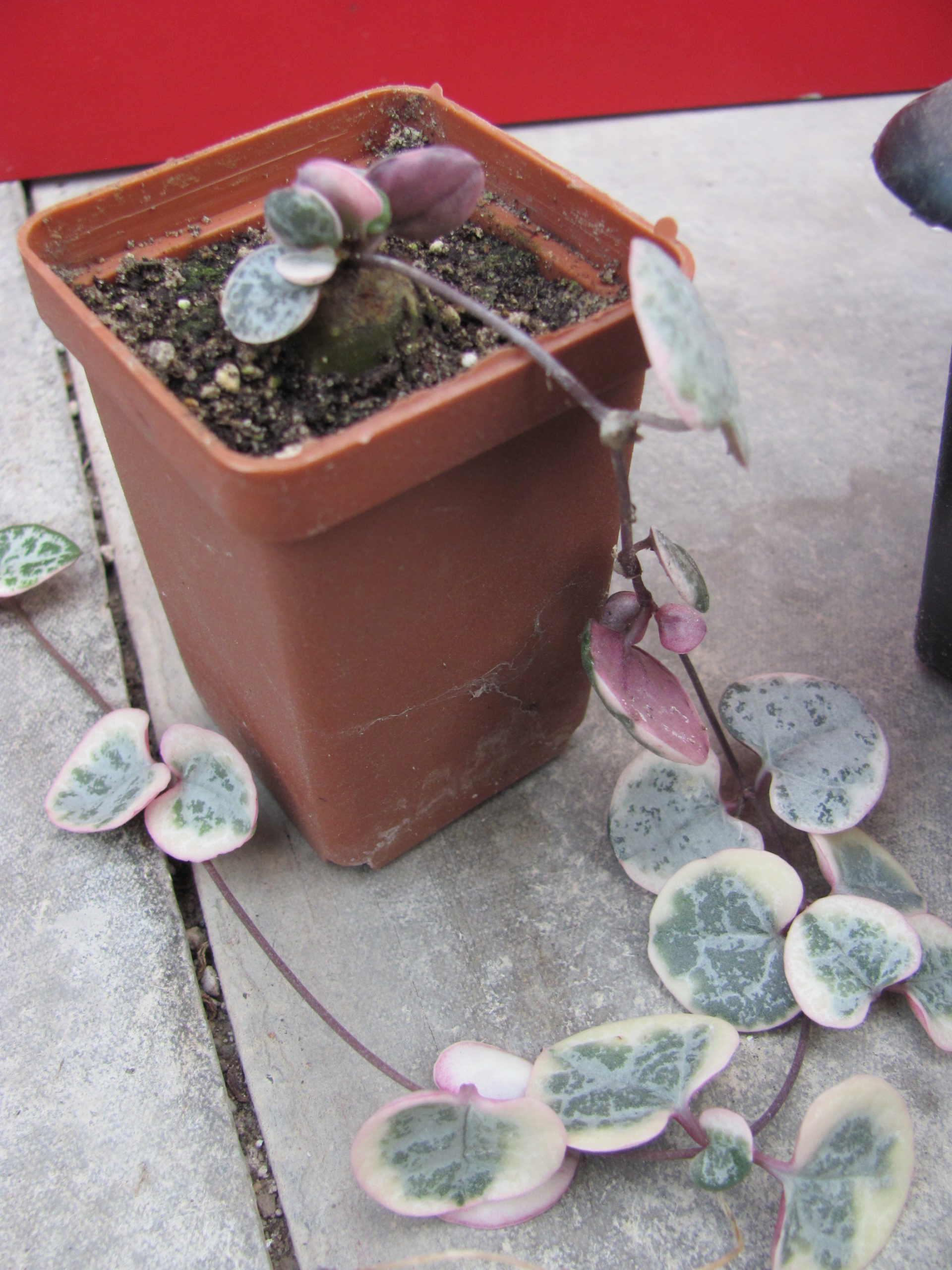 Ceropegia woodii variegata