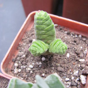 Crassula columella