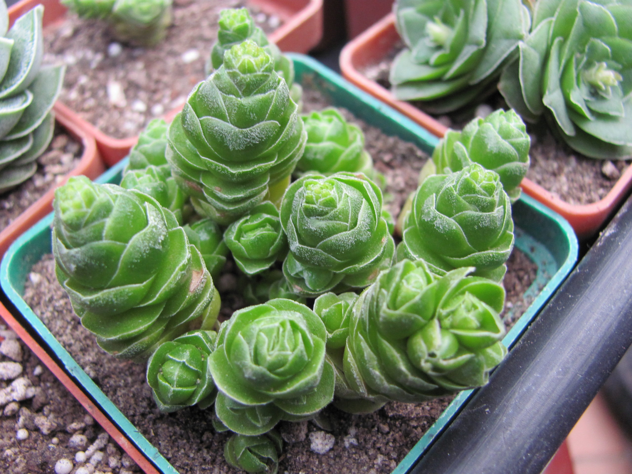 Crassula Emerald