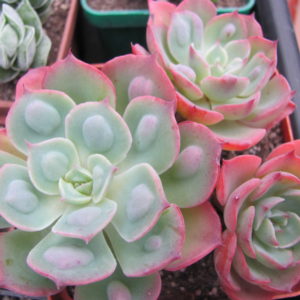 Echeveria  Raindrops