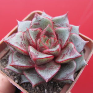 Echeveria   purpusorum    Hybr.  ( Hybrid Lipskiy )