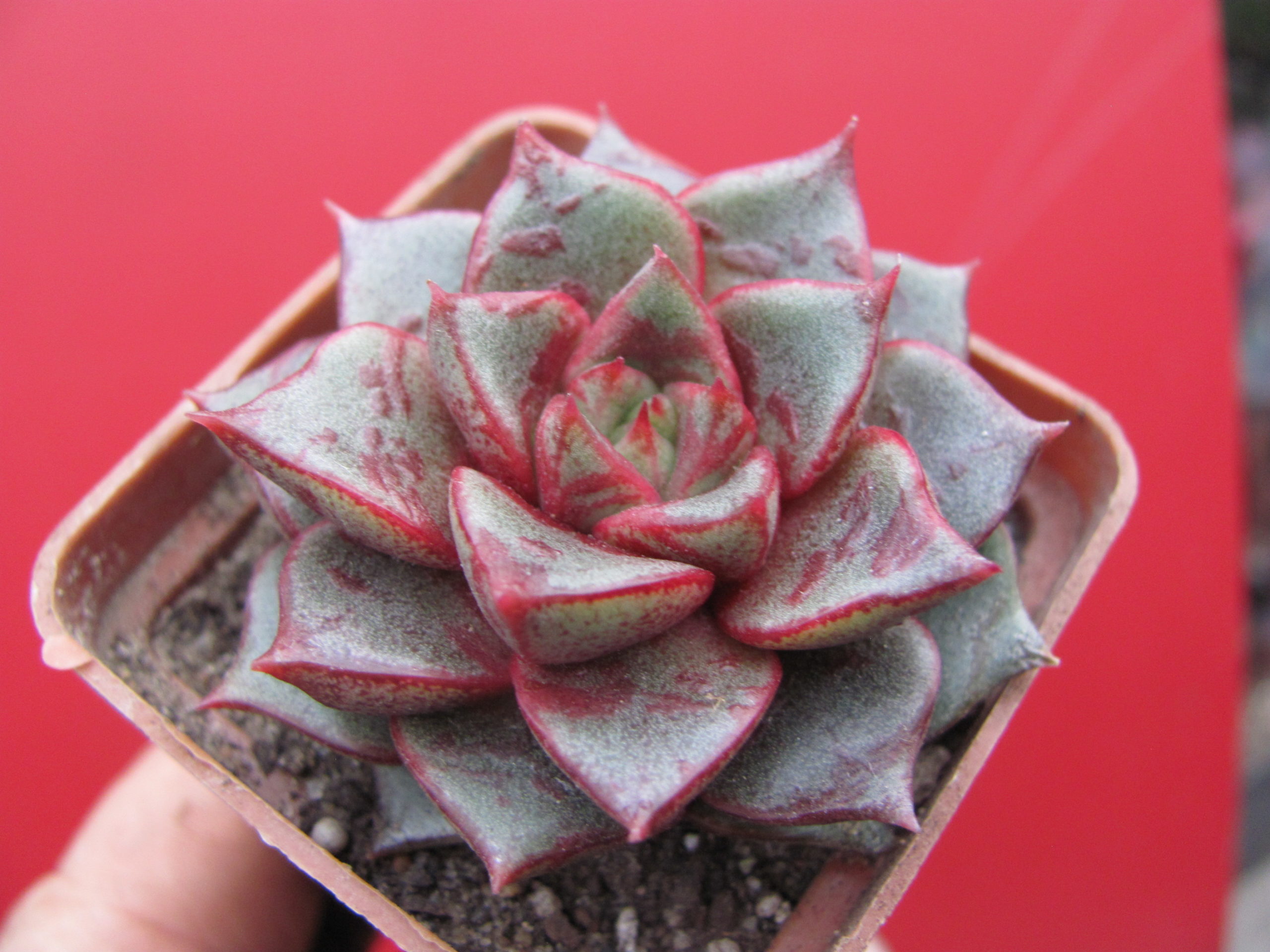 Echeveria purpusorum Hybr. ( Hybrid Lipskiy )