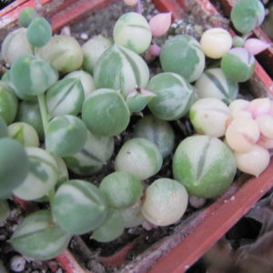 Senecio rowleyanus variegata