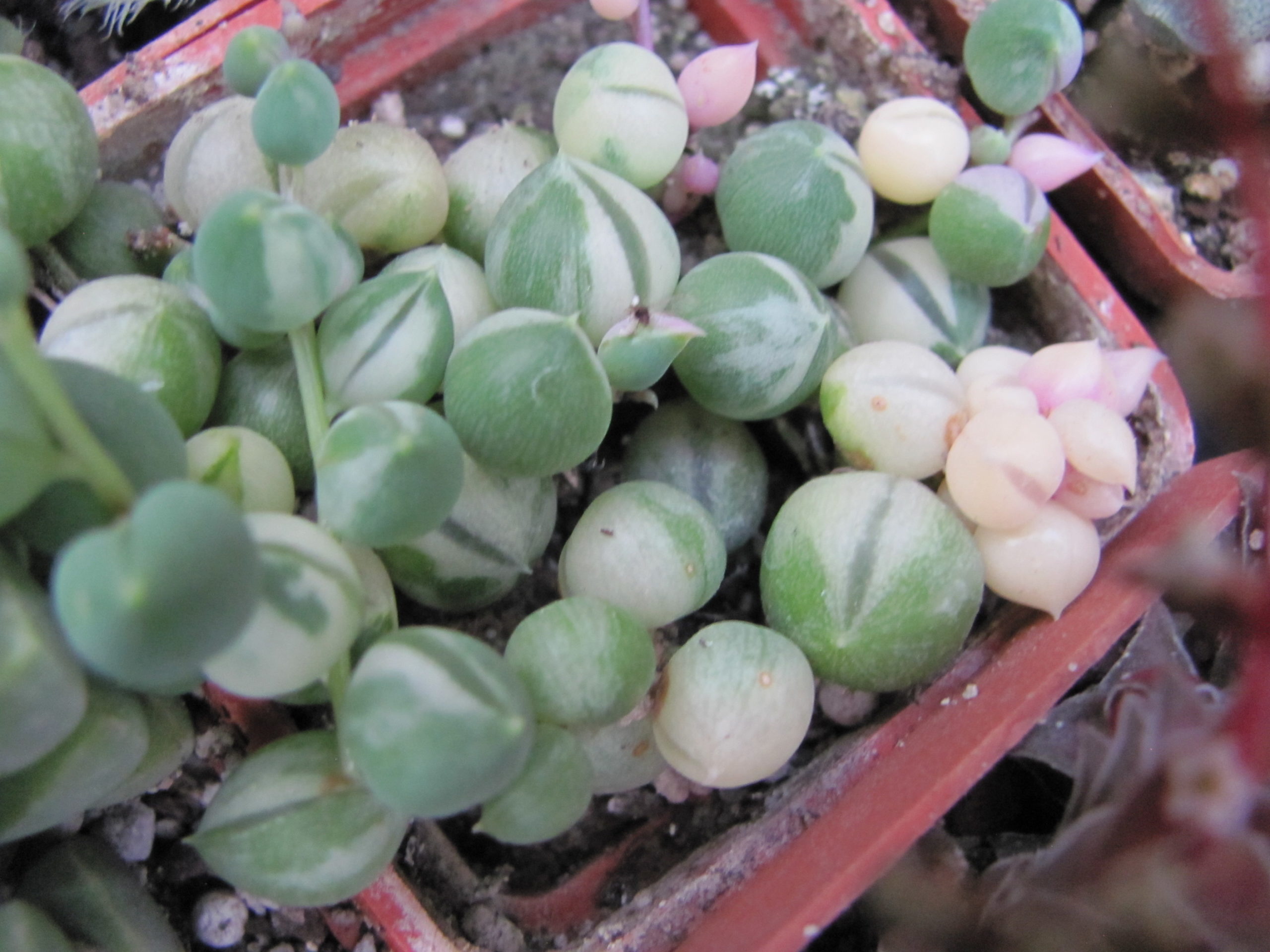 Senecio rowleyanus variegata