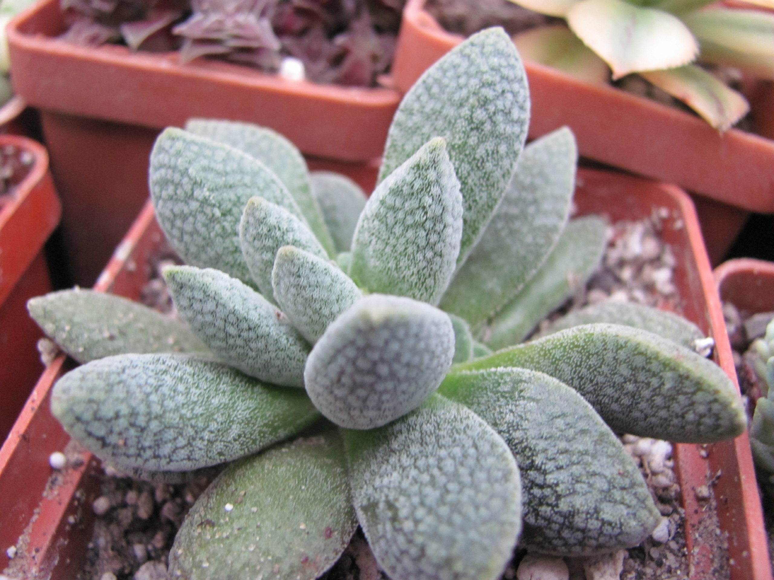 Crassula