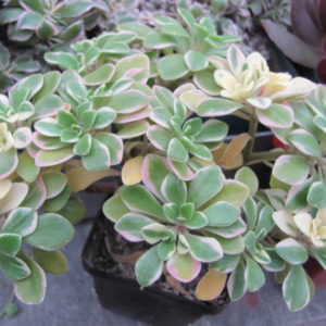Aeonium domesticum  variegata