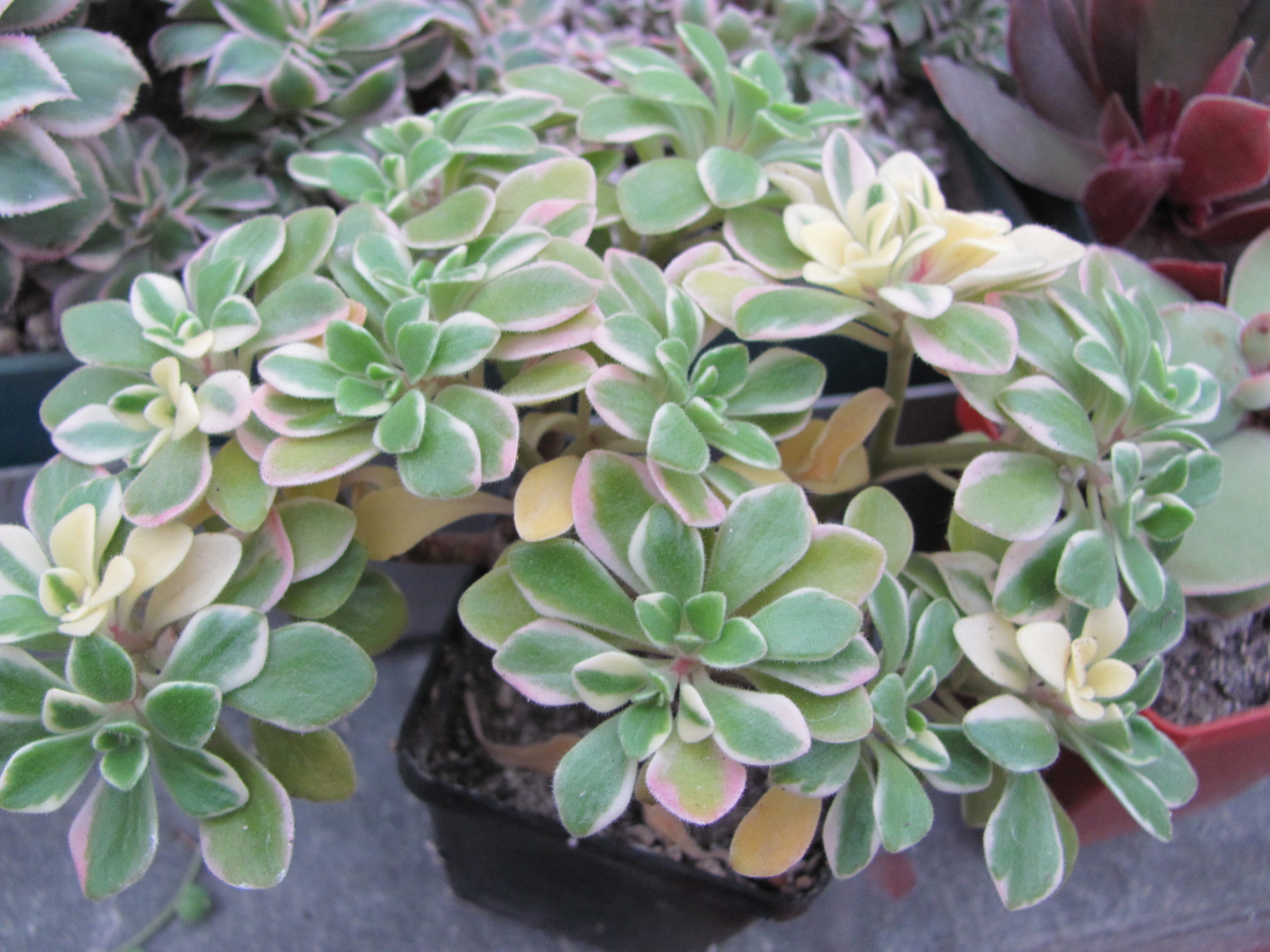 Aeonium domesticum  variegata