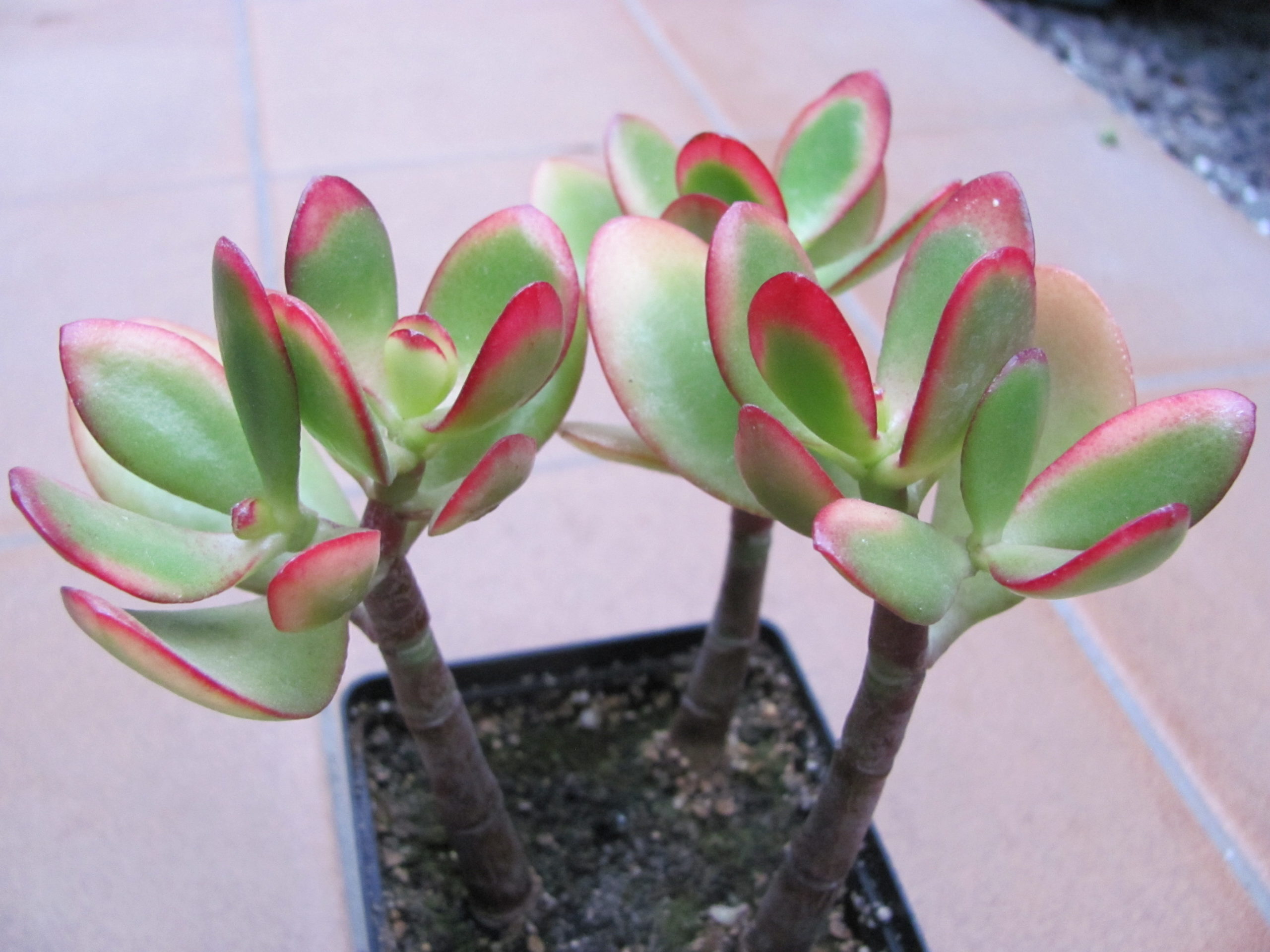 Crassula ovata  3 разом