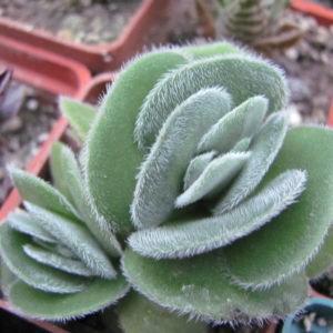 Crassula  tomentosa