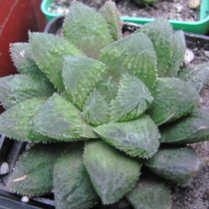 Haworthia   *El Pollito*