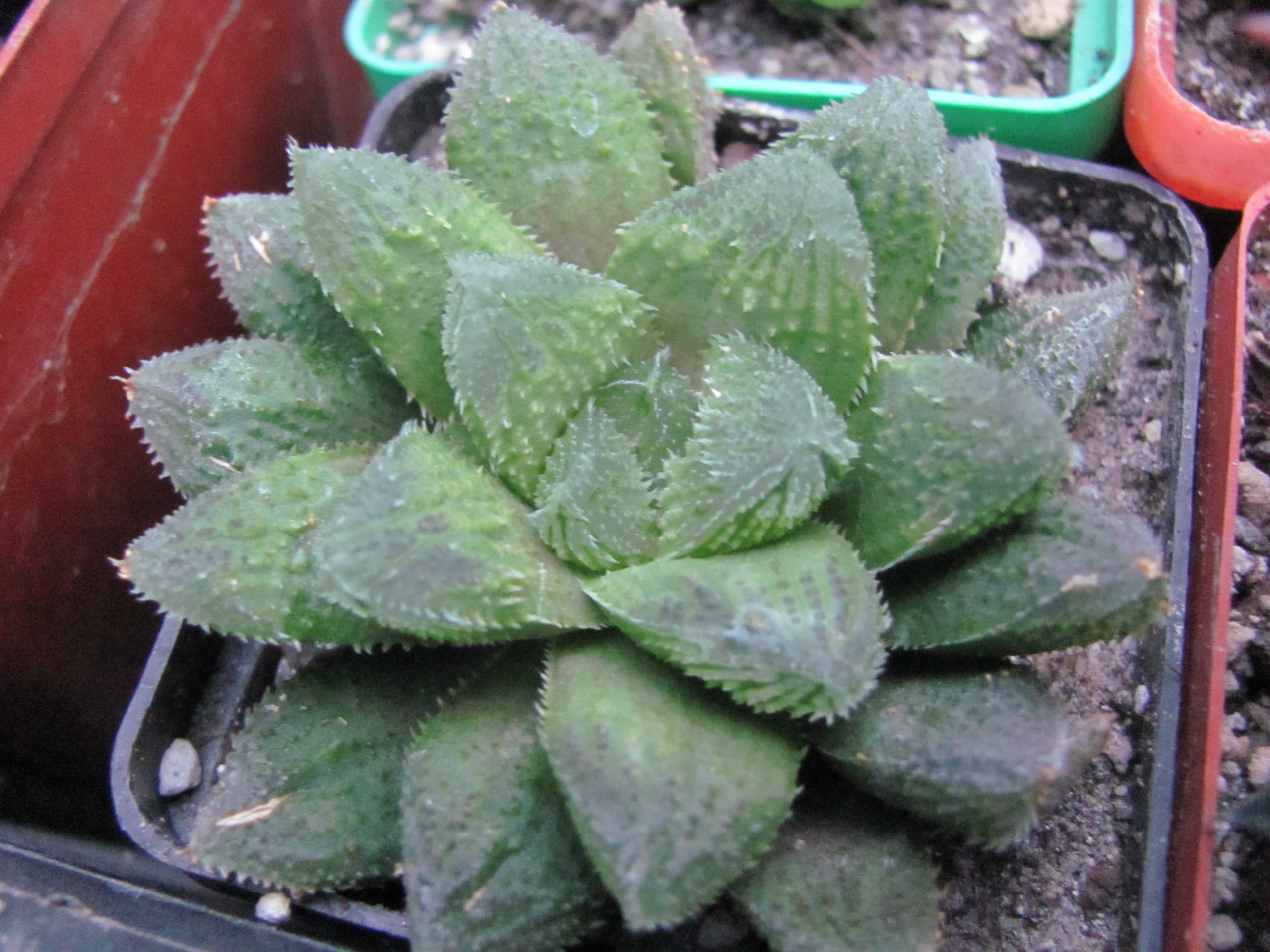 Haworthia   *El Pollito*