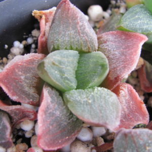 Haworthia   pygmaea   *Red*