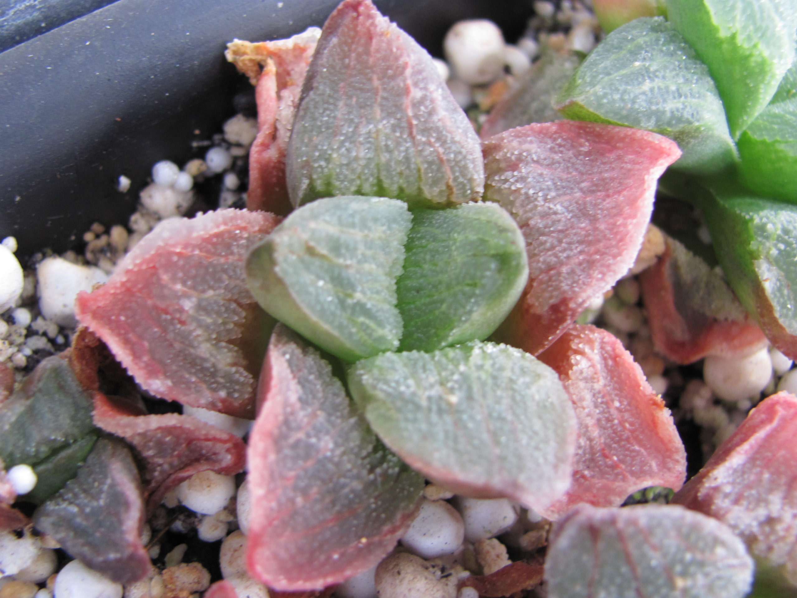Haworthia   pygmaea   *Red*