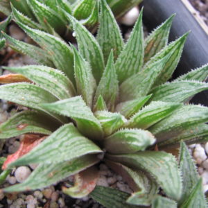 Haworthia  *Sugar Candy*