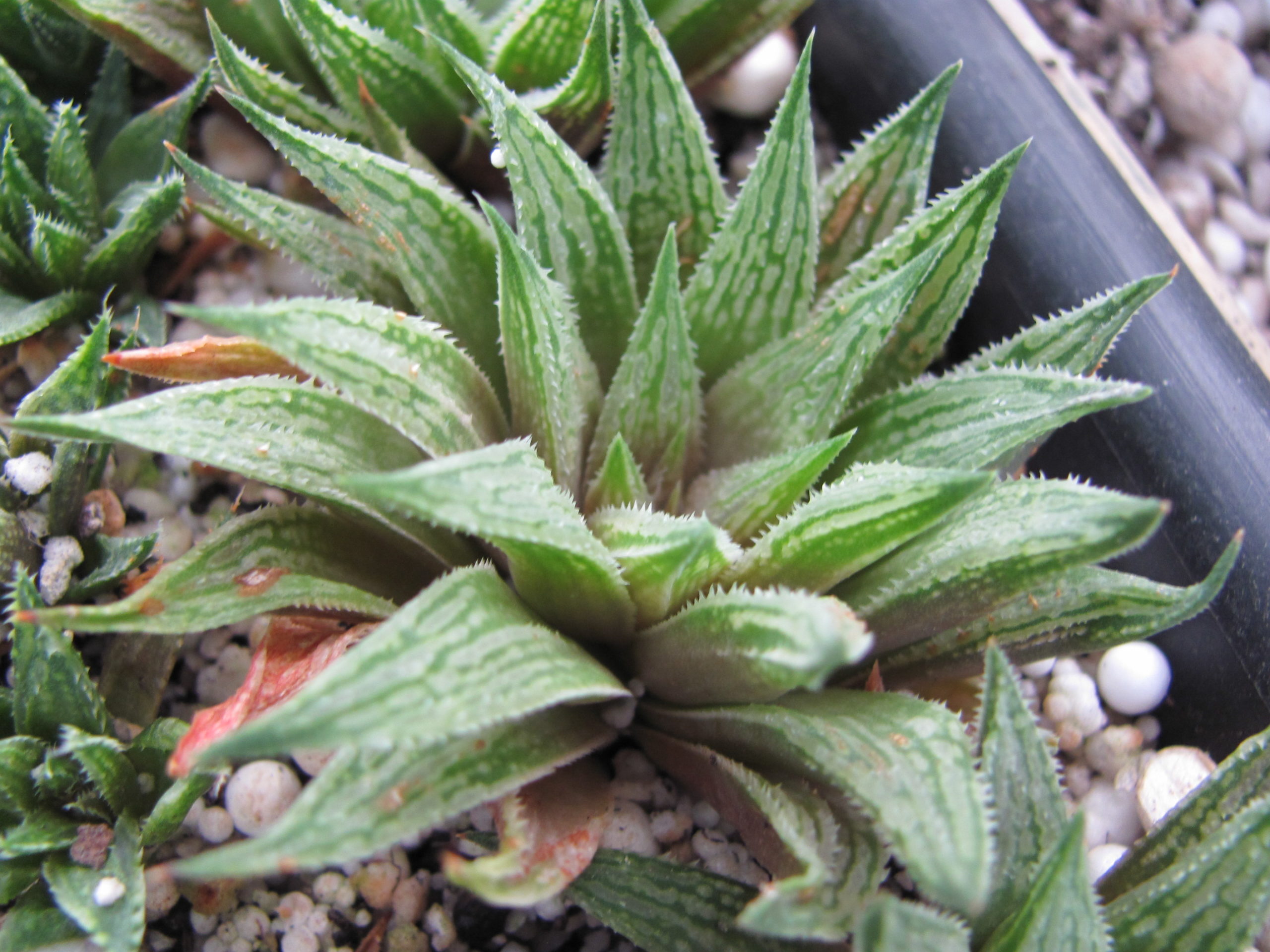 Haworthia  *Sugar Candy*