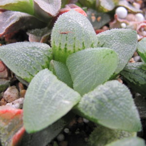 Haworthia  pygmaea