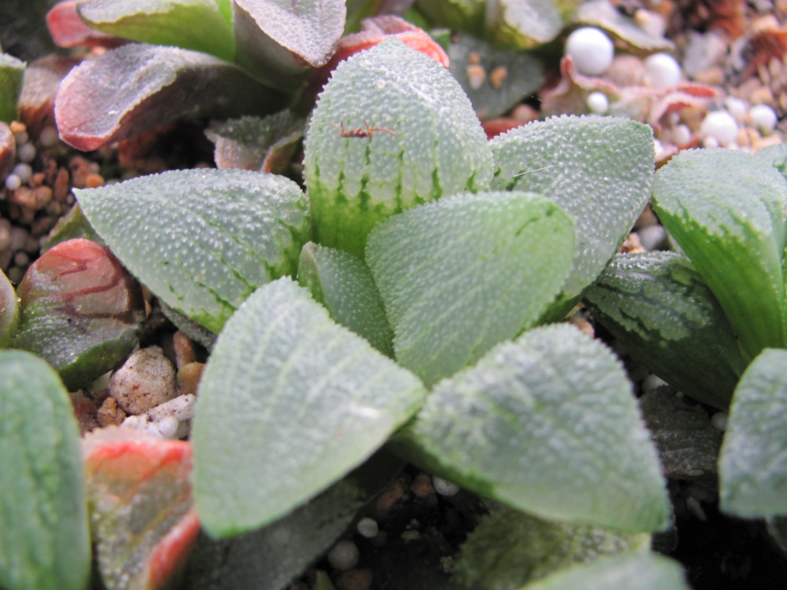 Haworthia  pygmaea