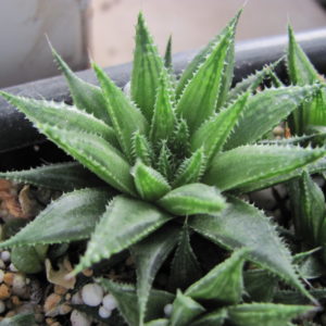 Haworthia  vlokii
