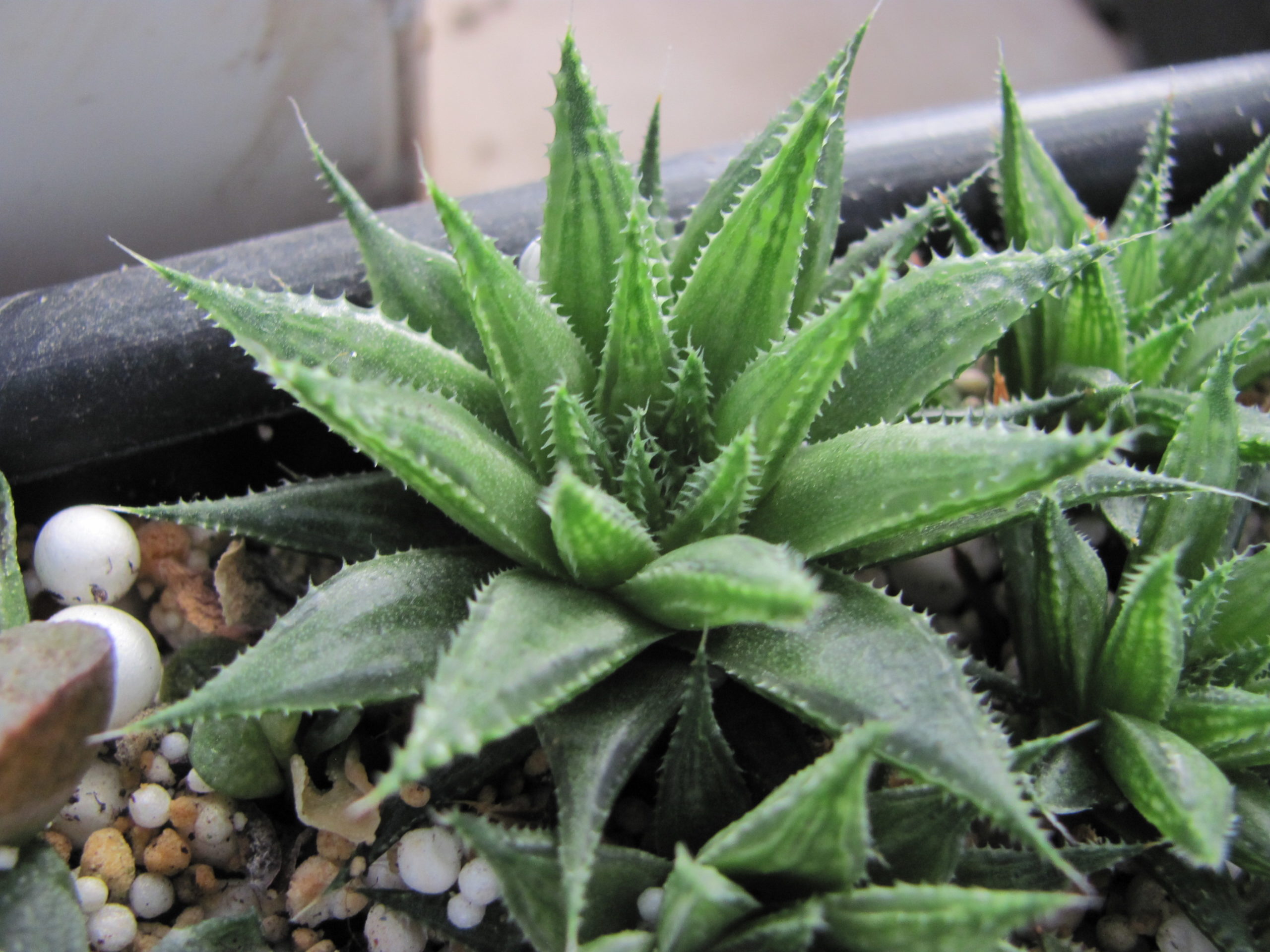 Haworthia  vlokii