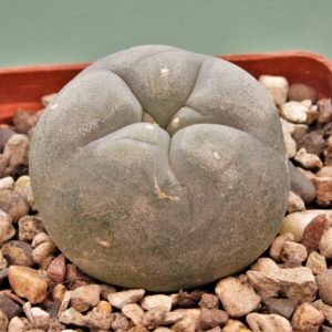 Lophophora-diffusa-RS476-2