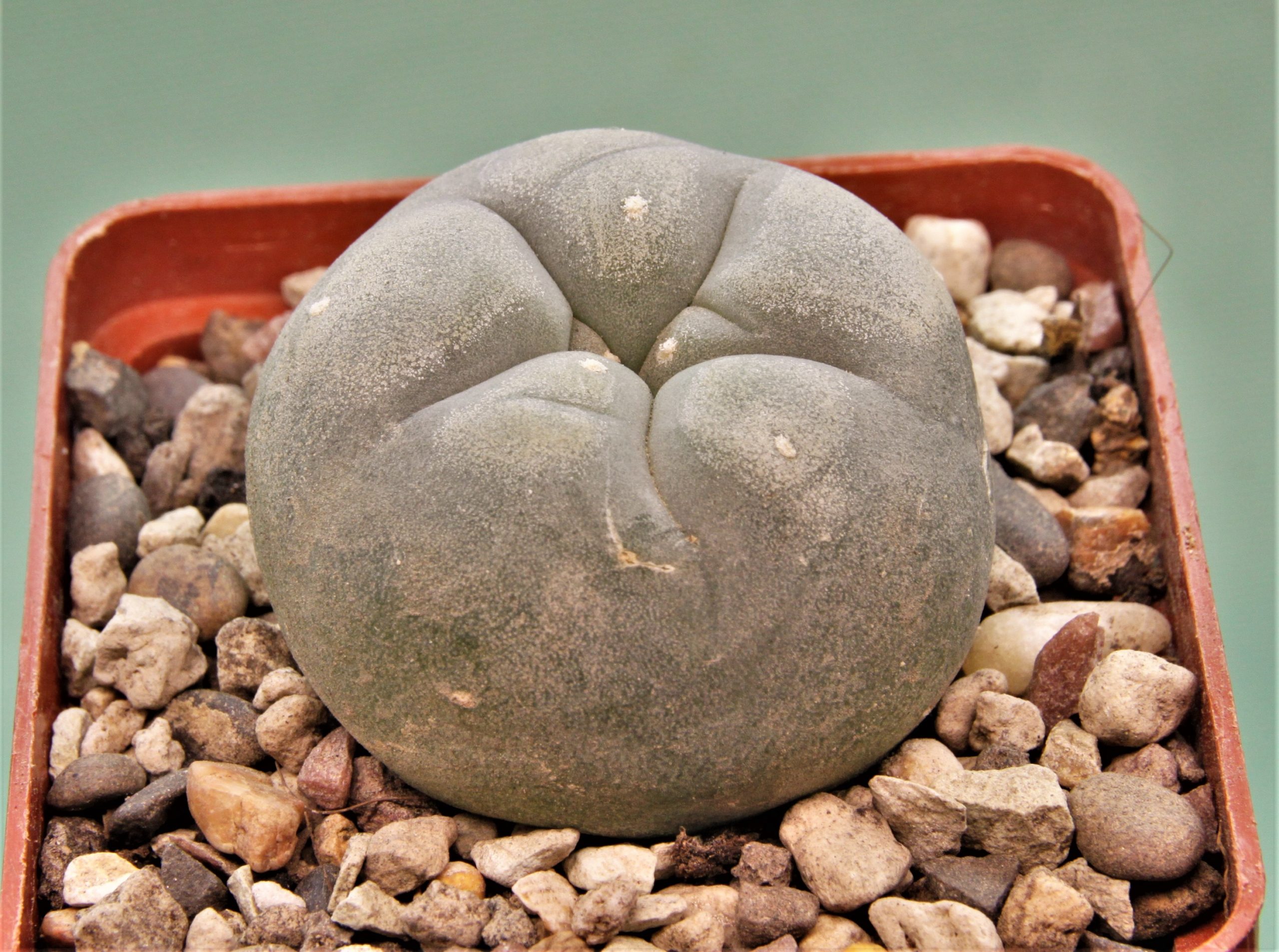 Lophophora-diffusa-RS476-2