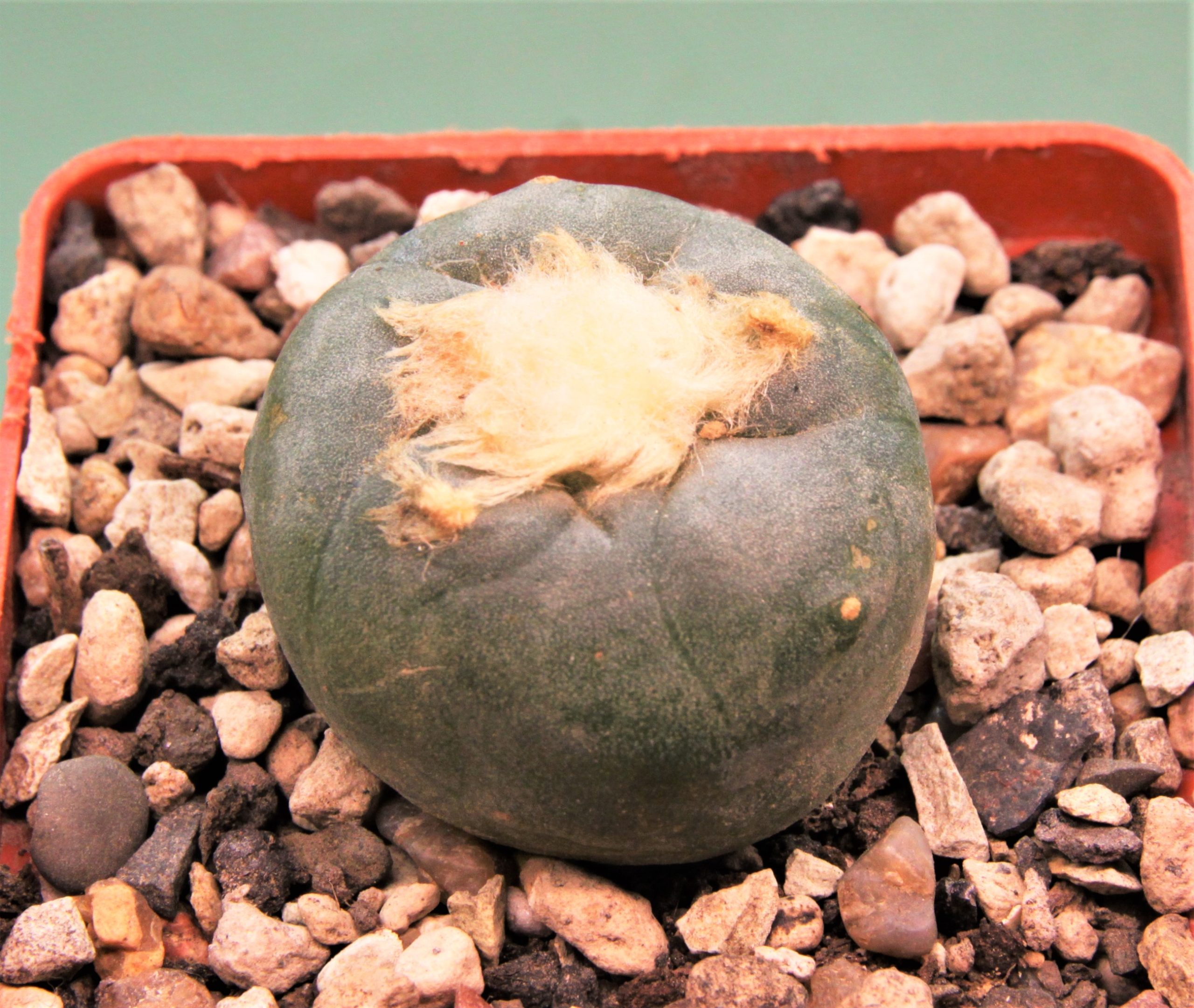 Lophophora-diffusa-v.-koehresii-1