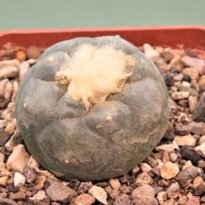 Lophophora-diffusa-v.-koehresii-2
