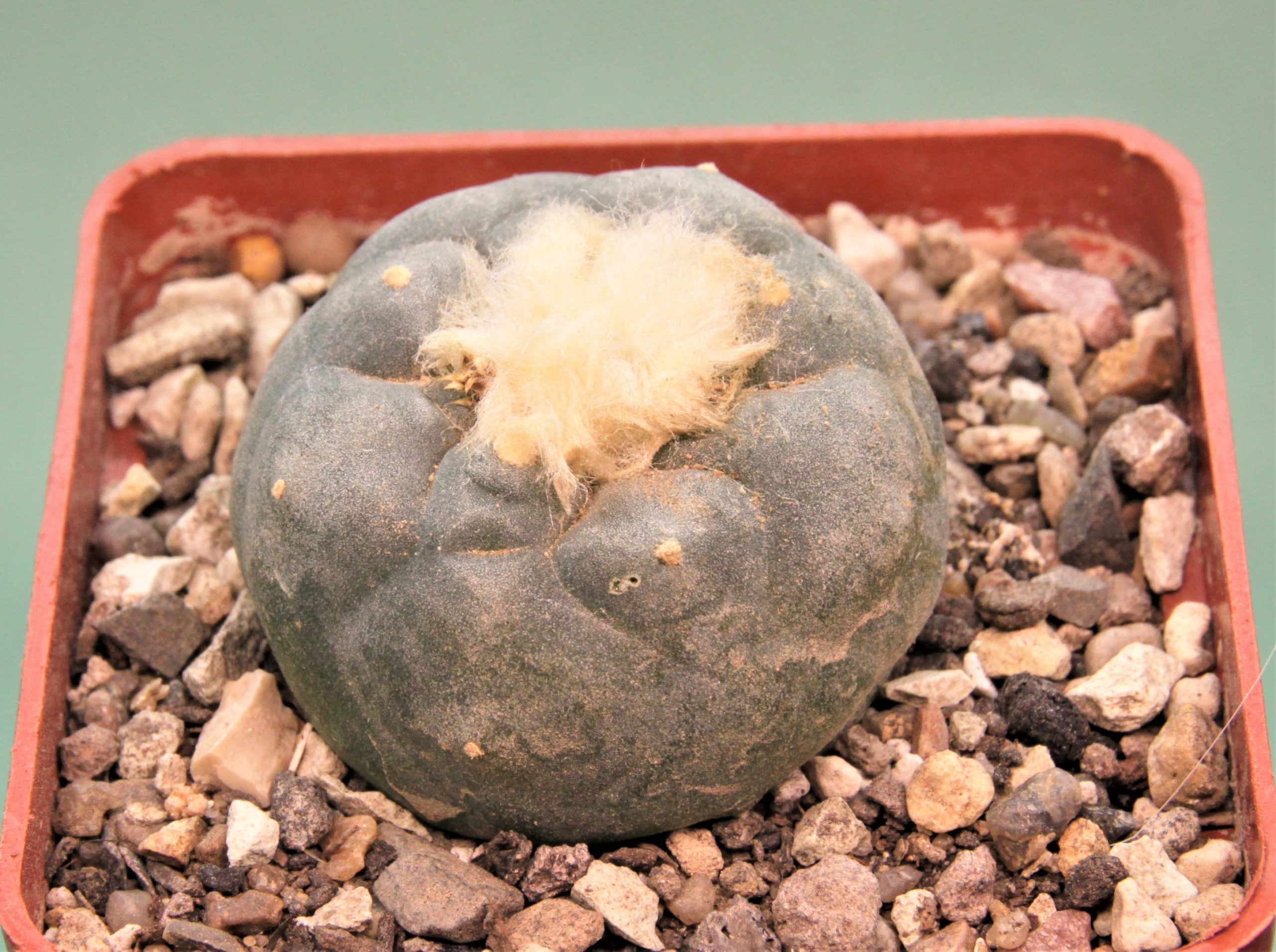 Lophophora-diffusa-v.-koehresii-2