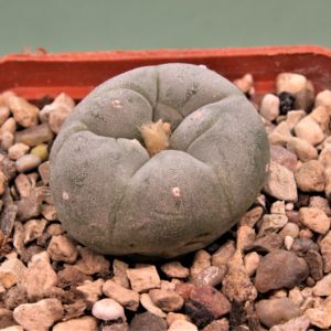 Lophophora-fricii-2