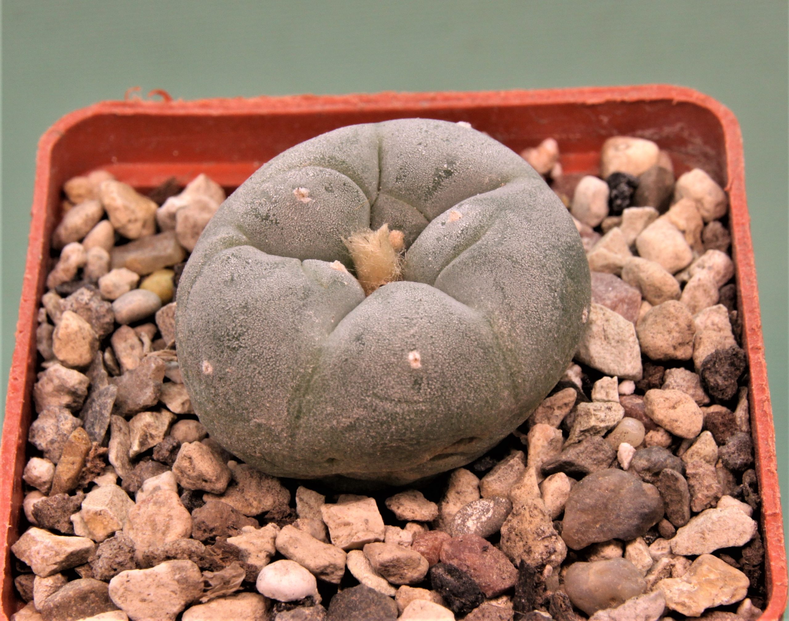 Lophophora-fricii-2