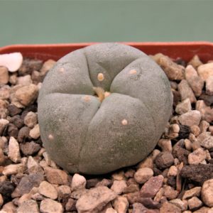 Lophophora-fricii-3.